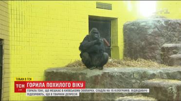Тоні - в депресії: відвідувачі та працівники київського зоопарку занепокоєні станом 43-річної горили