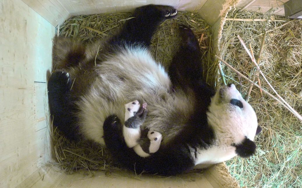 Панда Ян Ян та її близнята, які народилися 7 серпня, лежать у коробці розмноження всередині їх корпусу в зоопарку &ldquo;Шенбрунн&rdquo; у Відні, Австрія. / © Reuters