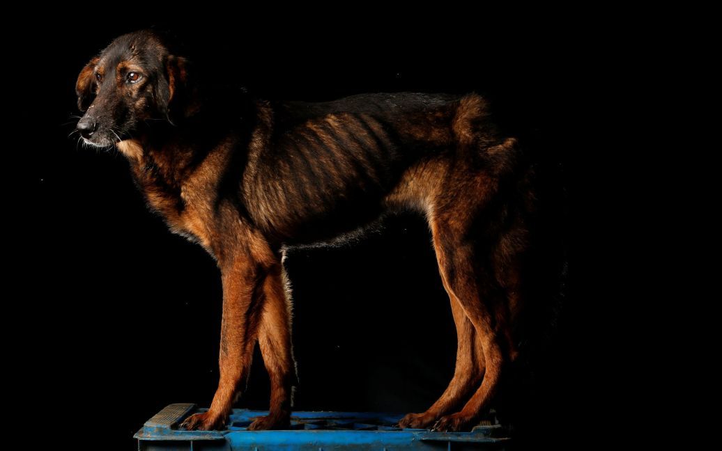 Собаки з притулку у Венесуелі / © Reuters