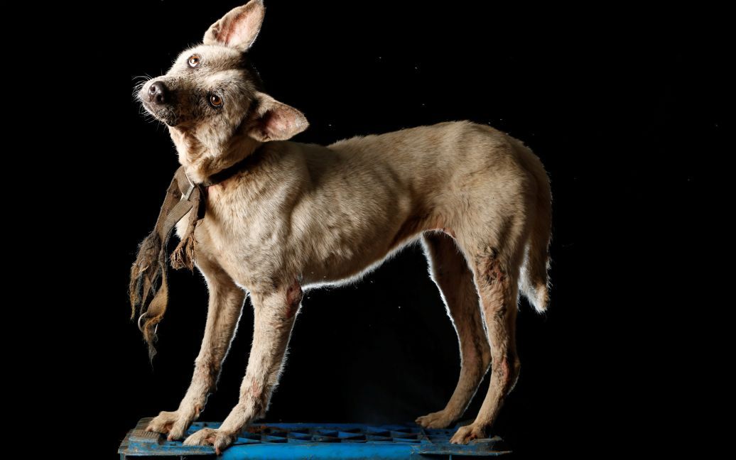 Собаки з притулку у Венесуелі / © Reuters