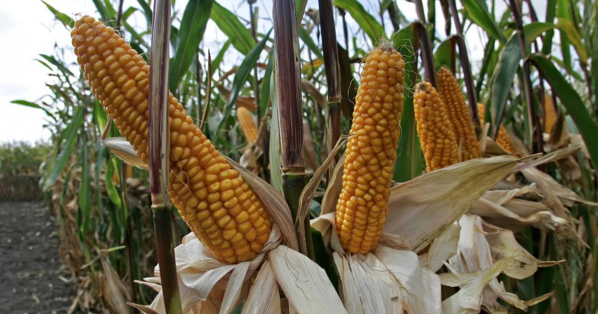 В США організатор найбільшої афери з екопродукт наклав на себе руки