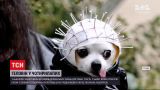 Новини світу: у Нью-Йорку відбувся фестиваль геловінських убрань для собак