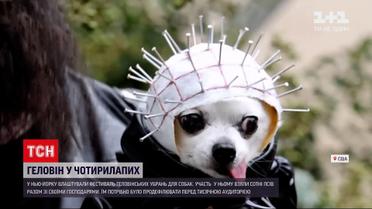 Новини світу: у Нью-Йорку відбувся фестиваль геловінських убрань для собак