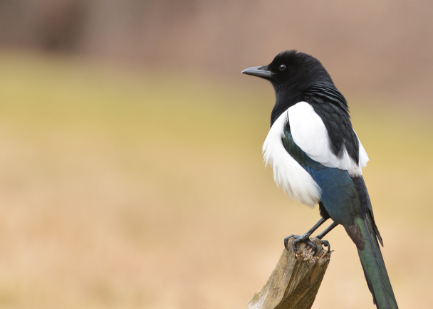 Жінка залишилася зі зламаною шиєю після нападу сороки — фото