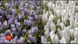 У Нідерландах королівський парк квітів проведе фестиваль тюльпанів в онлайн режимі