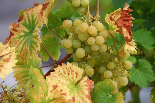 Виноград містить ресвератрол — природний антиоксидант / © pixabay.com