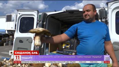 Какие грибы самые популярные в этом сезоне и сколько они стоят