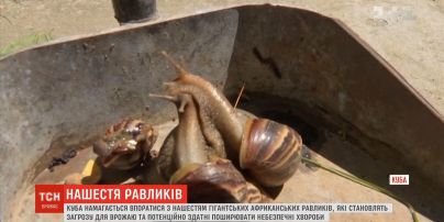 Куба намагається впоратися з нашестям небезпечних равликів