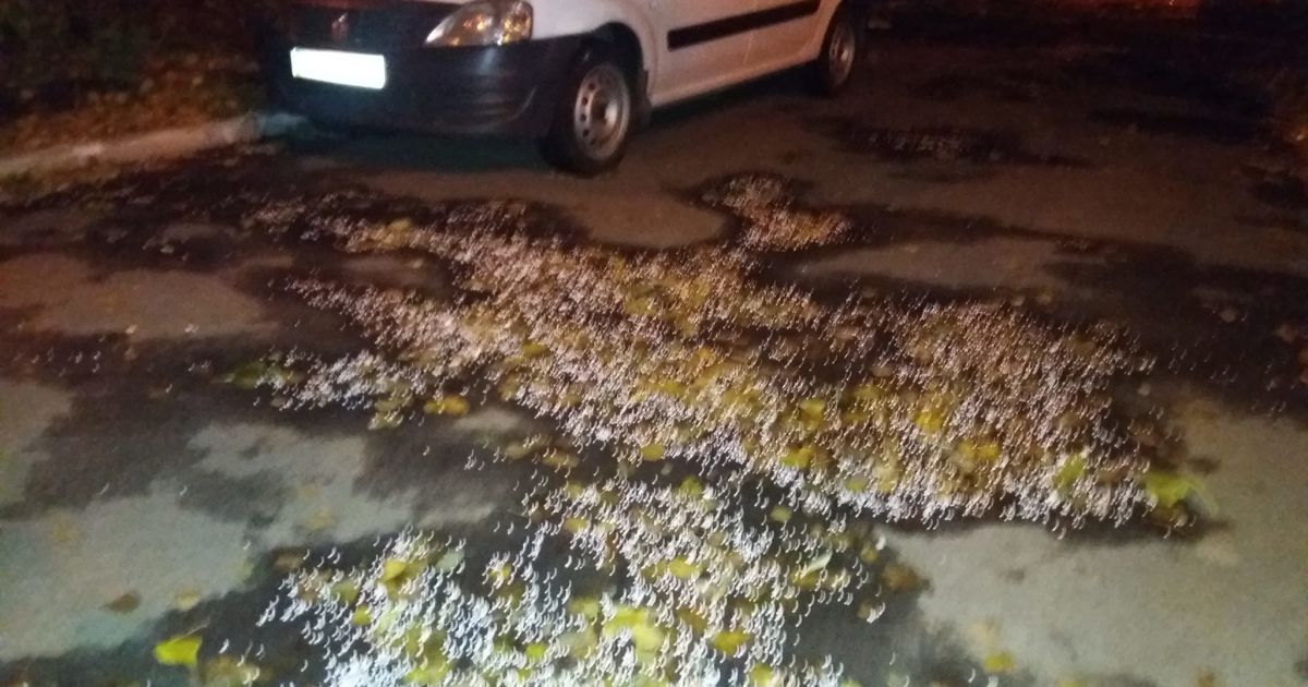 сніг із пінопласту на Віднародному  в Києві_2 / © Facebook/Мой Отрадный