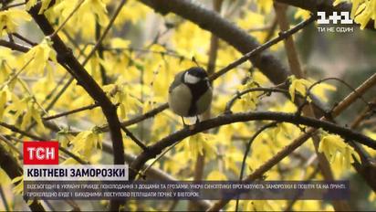 Погода в Україні: на більшість регіонів суне похолодання з дощами, а подекуди й із грозами