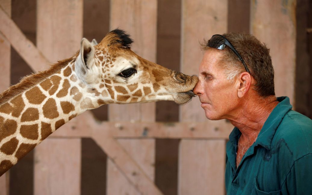 Работник зоопарка получает поцелуй от пятидневного сетчатого жирафа в зоопарке в городе Рамат-Ган, недалеко от Тель-Авива, Израиль. / © Reuters