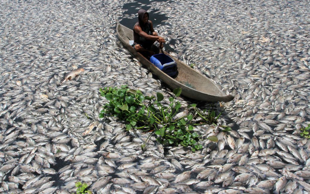 Людина пливе дерев&#039;яним човном через мертву рибу на озері Манін&rsquo;яу у Західній Суматрі, Індонезія. Тисячі риб померли через нестачу кисню, викликаною раптовою зміною стану води. / © Reuters