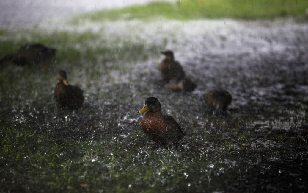 Качки хлюпають під проливним дощем тропічного шторму Герміна у Серфсайд-Біч, Південна Кароліна, США. / © Reuters