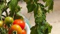 Весенний сад: как вырастить в квартире чай, имбирь и тыкву