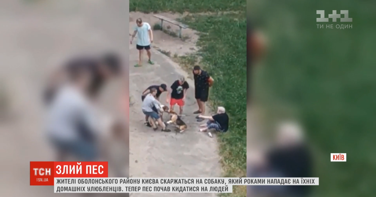 "Бросился на шею": в Киеве владелец стаффордширского терьера травит собаку на соседей и четвероногих