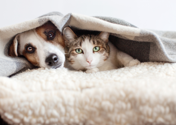 Стоит ли спать с котом или собакой в одной кровати: ветеринар предупредил о рисках