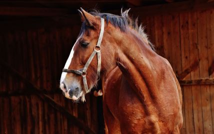 В Ровенской области мужчина погиб под тяжестью лошади, когда они провалились в нору бобров