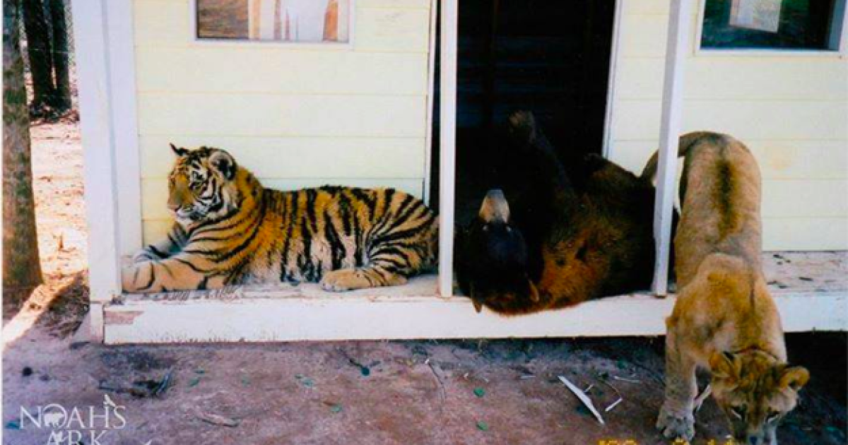 Тварин врятували ще у дитинстві. / © Facebook/NoahsArkAnimalSanctuary