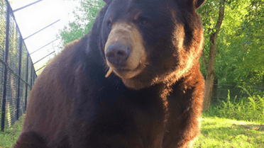 Животных спасли еще в детстве. / © Facebook/NoahsArkAnimalSanctuary