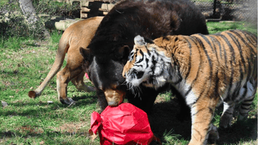Животных спасли еще в детстве. / © Facebook/NoahsArkAnimalSanctuary