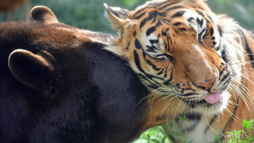 Животных спасли еще в детстве. / © Facebook/NoahsArkAnimalSanctuary