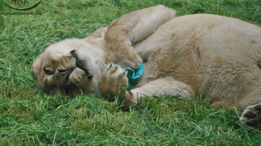 Животных спасли еще в детстве. / © Facebook/NoahsArkAnimalSanctuary