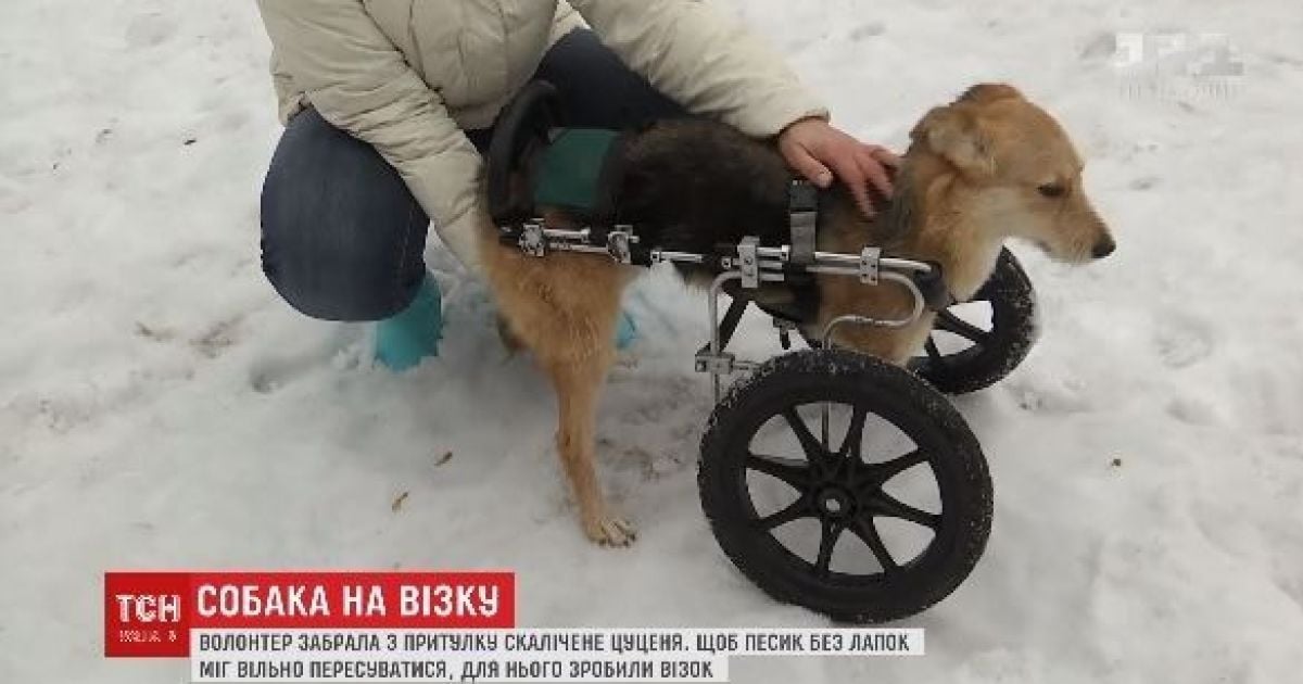Собака, якій відрізало дві лапи трамваєм, навчилась бігати з візочком