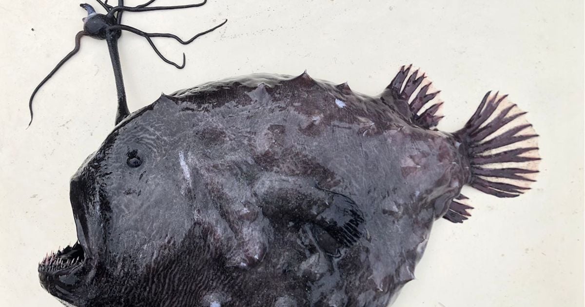 Таких в мире – всего 31 экземпляр: мужчина нашел чрезвычайно редкую рыбу