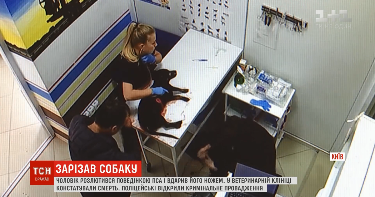 В Киеве разъяренный мужчина ножом вспорол живот таксе
