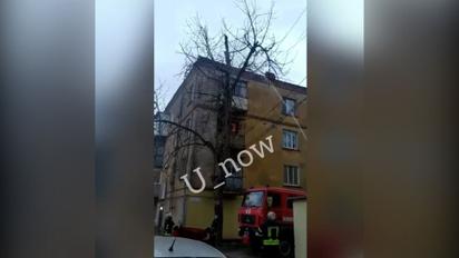 У Кривому Розі кішка дивом вижила після падіння з висоти 