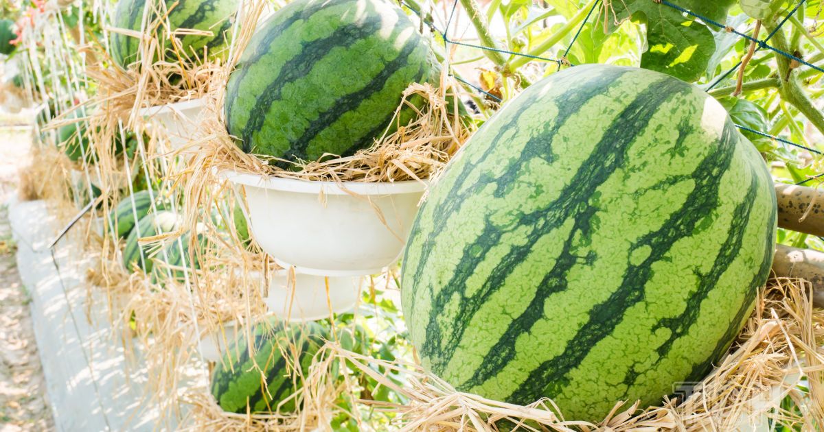 Как сделать вертикальную посадку арбузов