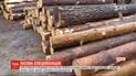В Волынской области произошли массовые обыски у подозреваемых в краже леса