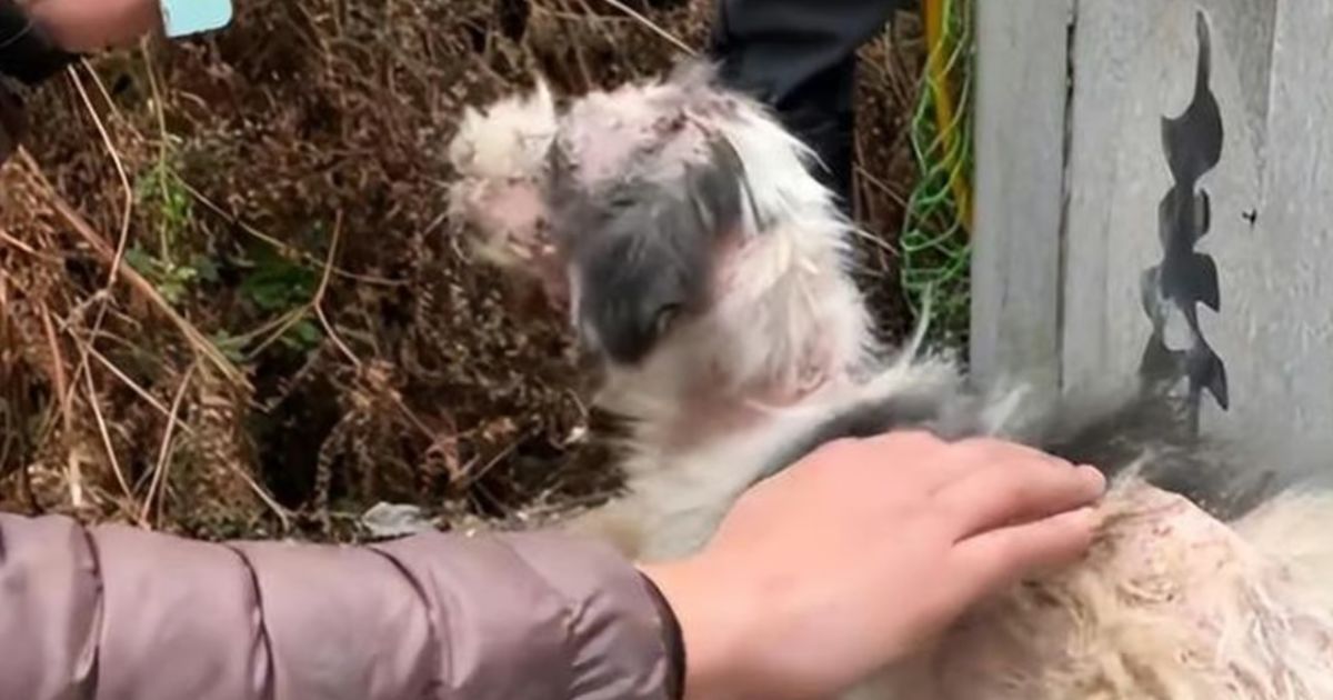 Мужчина спас собаку, которая два года жила на могиле хозяйки / Фото: 163.com