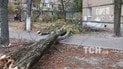 У Києві вітер повалив величезну тополю, яка впала просто на п'ятиповерхівку