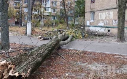 У Святошинському районі Києва вітер повалив величезне дерево просто на житловий будинок: фото, відео