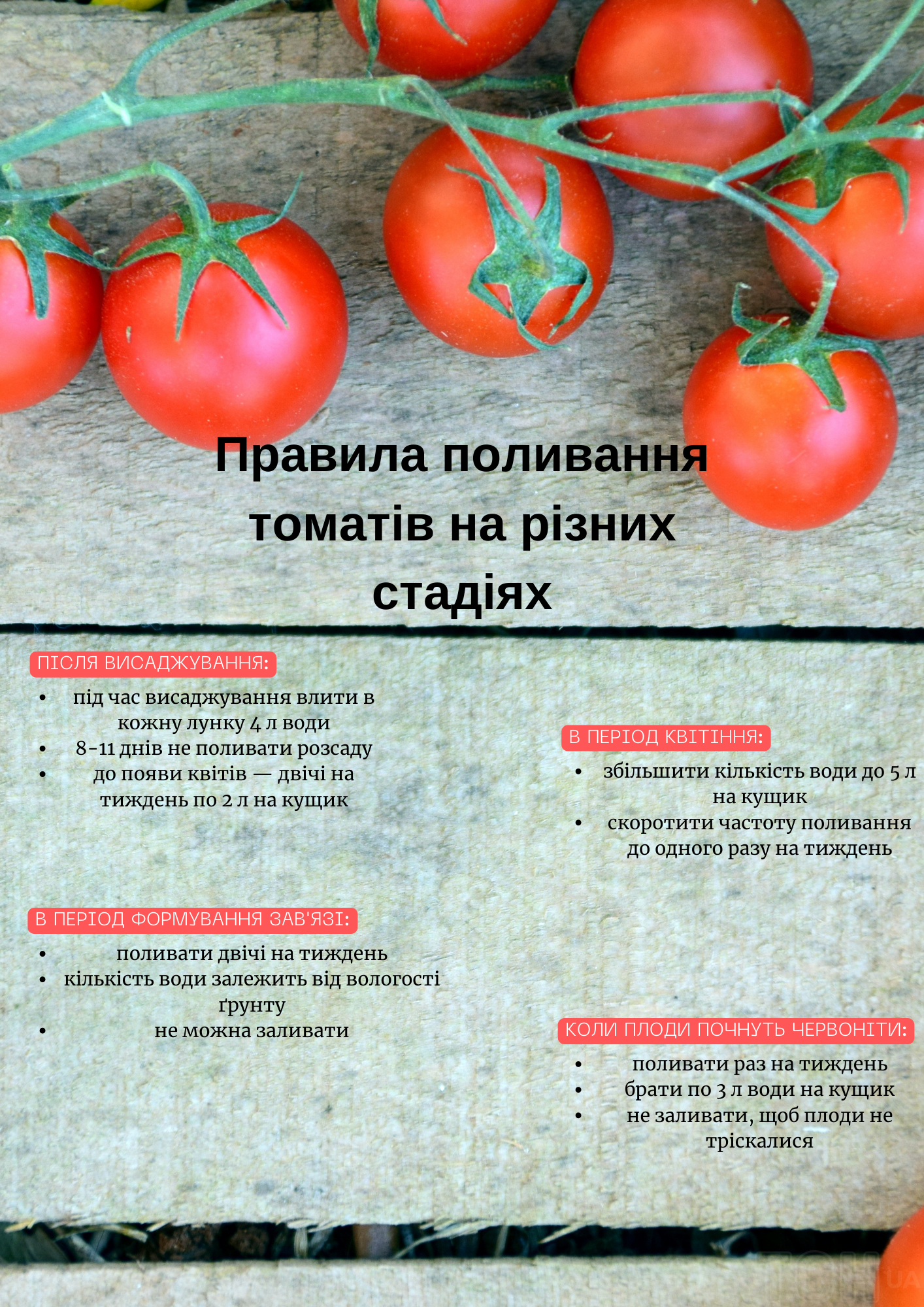 Визначення оптимального режиму поливу томатів
