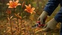 Обрізка багаторічників восени