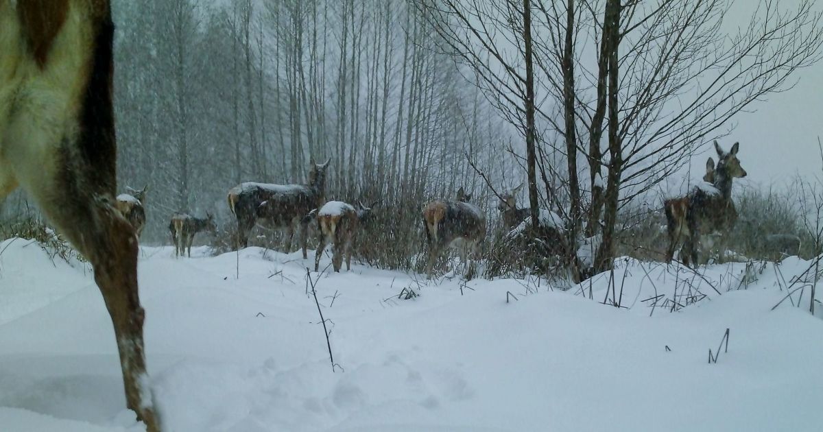 Как олени в Чернобыльском заповеднике ищут еду: появились фото