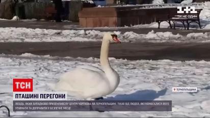 Новости Украины: лебедь прогуливался по центру Черткова и едва не зашел в городской совет