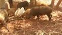 Кривава помста. Дикі тварини роздерли пітона за те, що він проковтнув порося