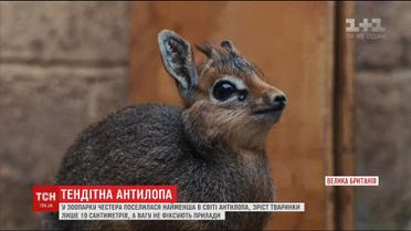 У Британському зоопарку поселилася найменша у світі антилопа