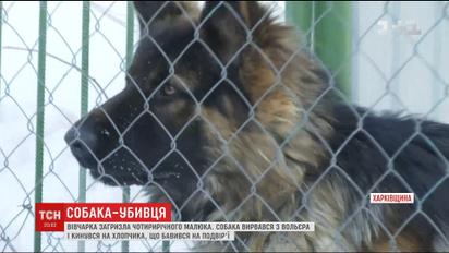 На Харьковщине немецкая овчарка перегрызла горло 4-летнему ребенку