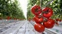 Помідори