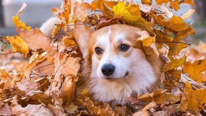 Собака в осінньому листі