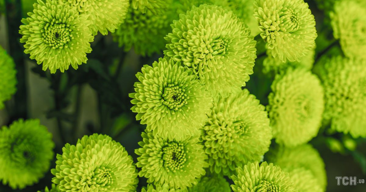 They will be happy for more than one year how to properly prepare chrysanthemums for winter
