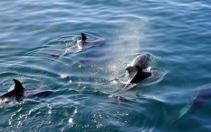 Охотился за рыбой и увлекся: на Кинбурнской косе дельфин устроил шоу для отдыхающих (видео)