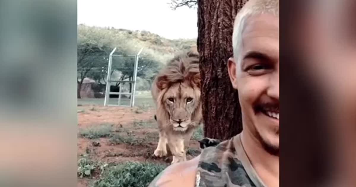 Лев, который забавно крадется к другу, и пышные ягодицы Насти Каменских. Тренды Сети