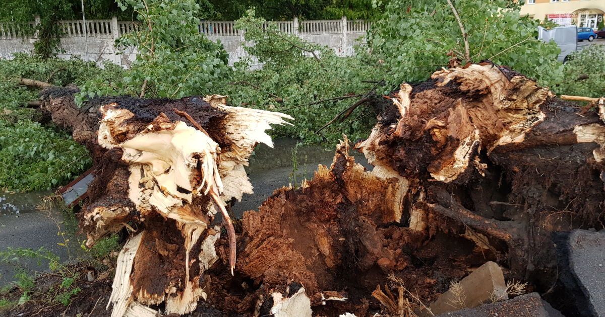 Поваленные деревья и затопленные улицы. В Сети публикуют последствия внезапного урагана в столице