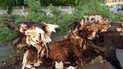 Поваленные деревья и затопленные улицы. В Сети публикуют последствия внезапного урагана в столице