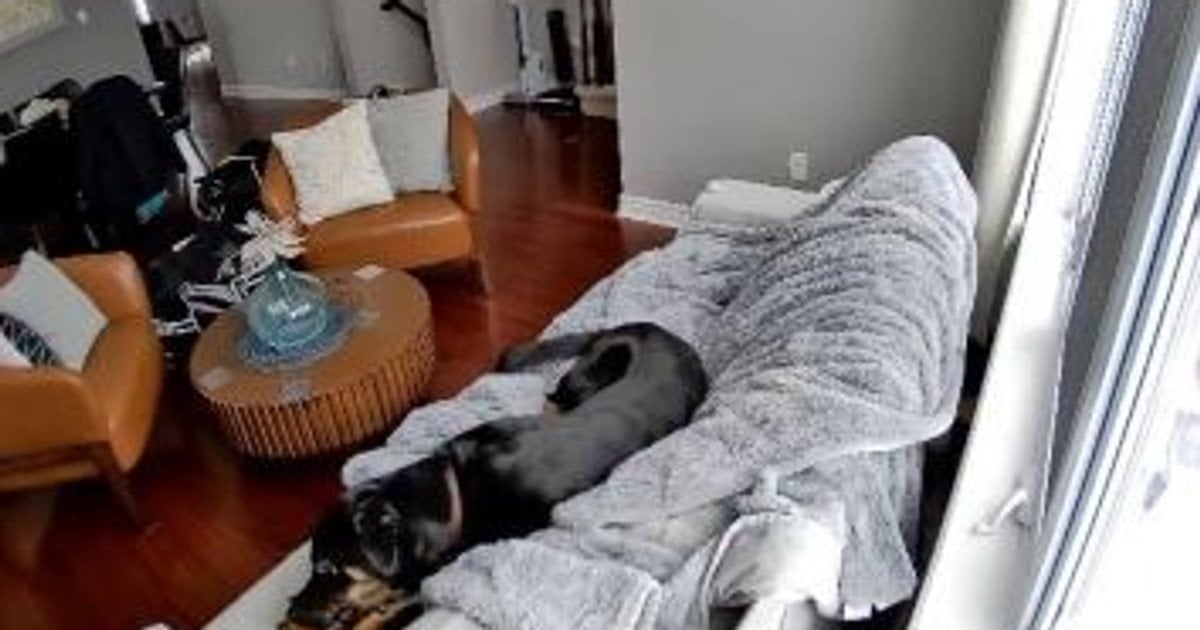 Собака на дивані